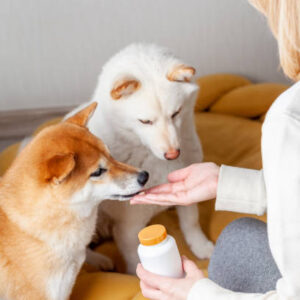 pet owner giving his dogs a pill. focus on the plastic bottle with vitamins