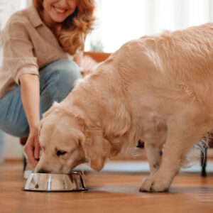 dog food