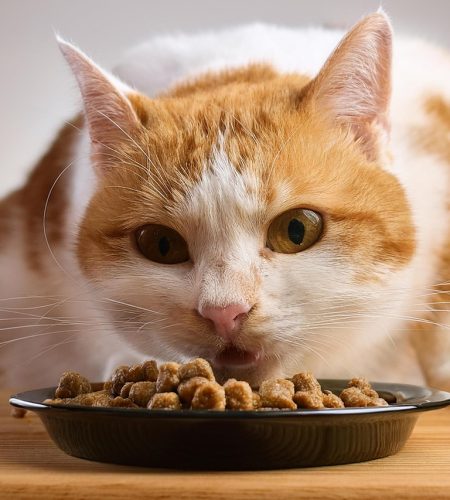 cat food2
