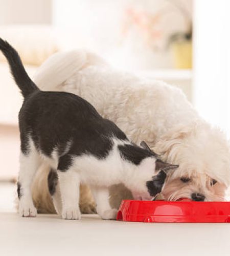 little dog maltese and black and white cat eating food from a bowl in home