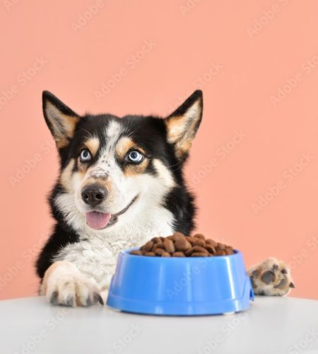 dog food2